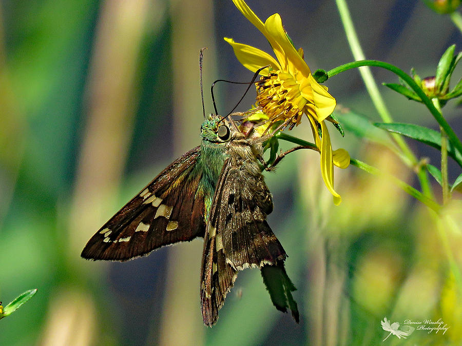 Long Tailed Skipper Photograph by Denise Winship