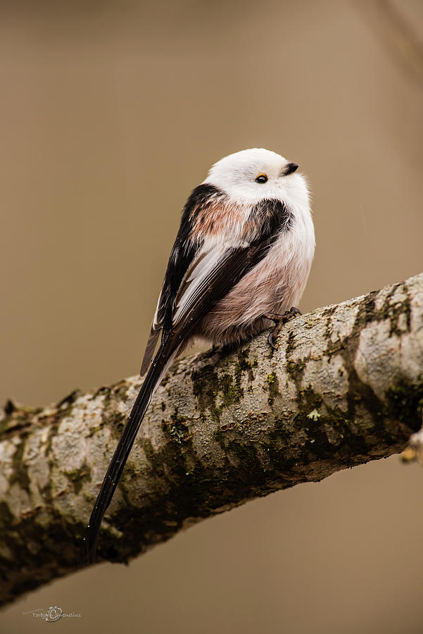 Long-tailed tit on the oak branch Photograph by Torbjorn Swenelius