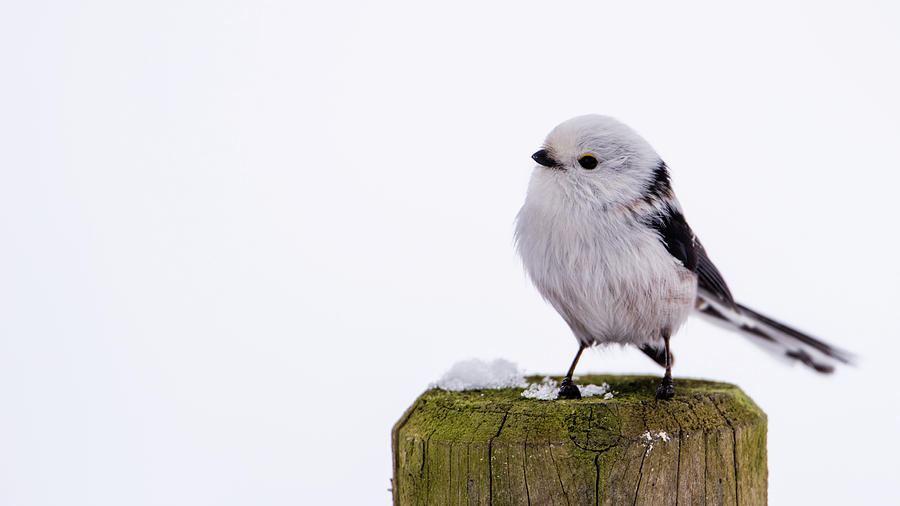 Long-tailed tit on the pole Photograph by Torbjorn Swenelius