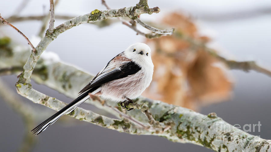 Long-tailed tit Photograph by Torbjorn Swenelius