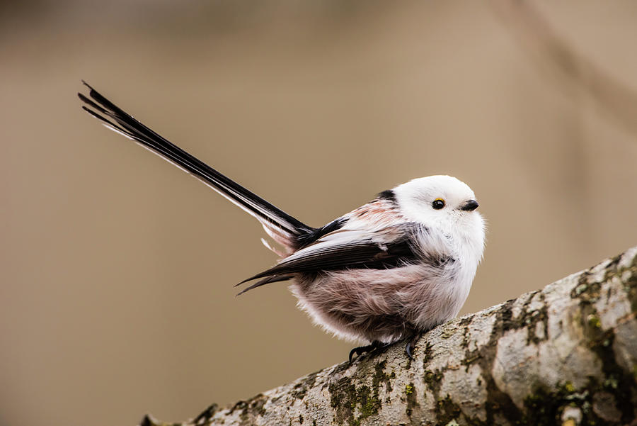 Long-tailed tit wag the tail Photograph by Torbjorn Swenelius