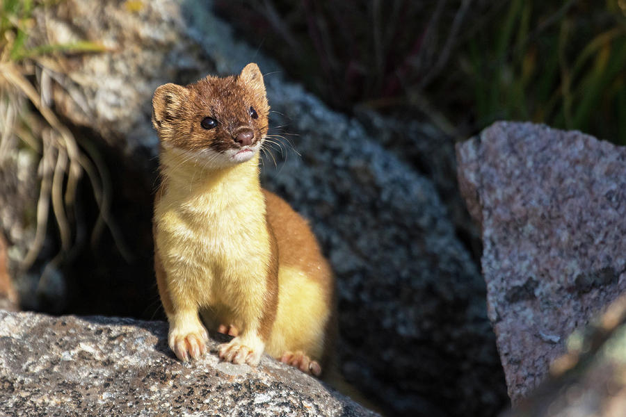 Long-tailed Weasel #3 Photograph by Mindy Musick King