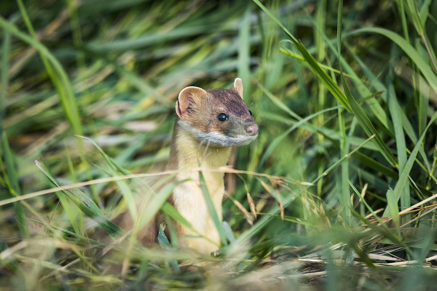 Long-tailed Weasel Photograph