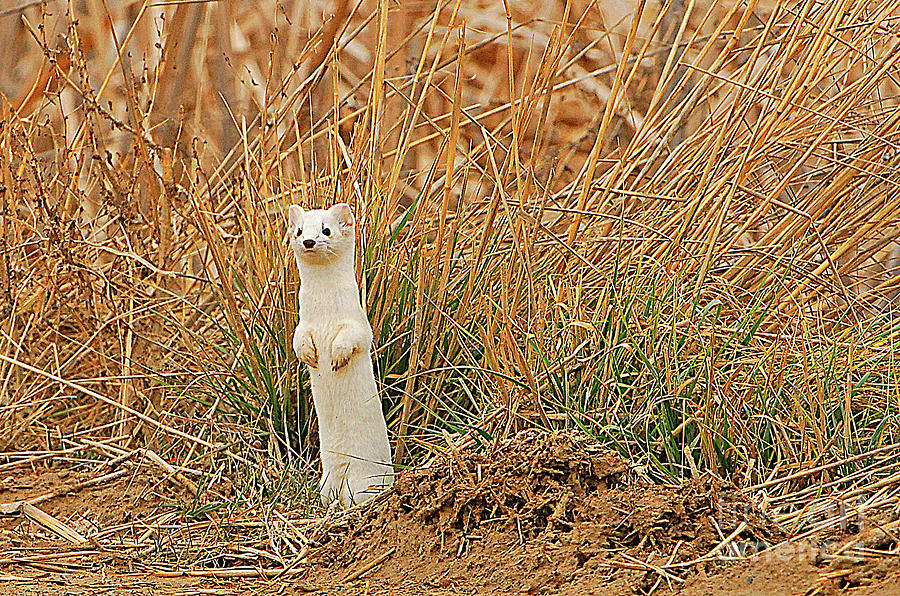 Long Tailed Weasel In Winter Photograph By Dennis Hammer Fine Art America