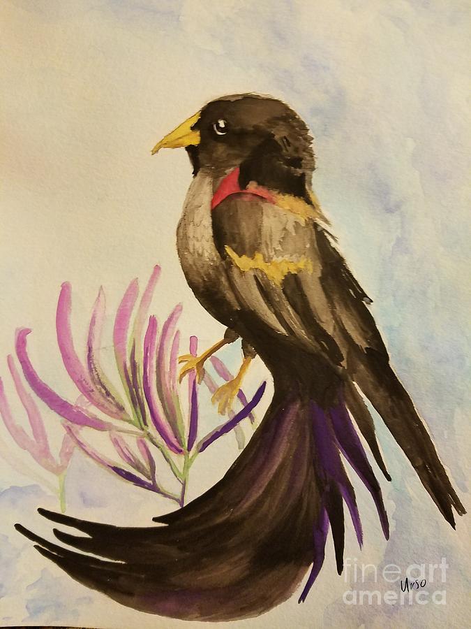 Long-Tailed Widowbird Painting by Maria Urso
