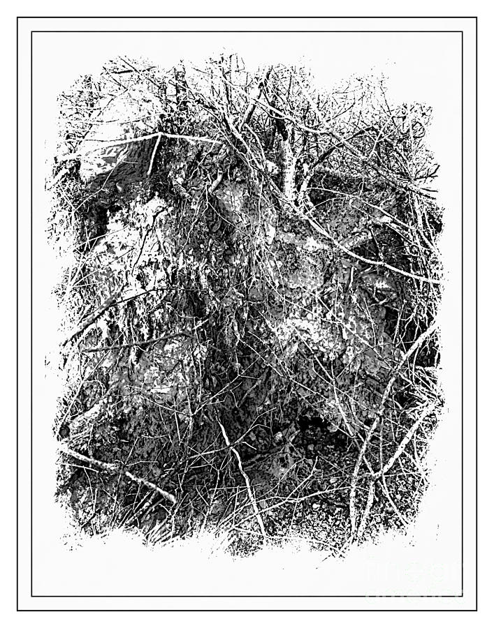 Long Time Uprooted Sketch Photograph by Barbara A Griffin