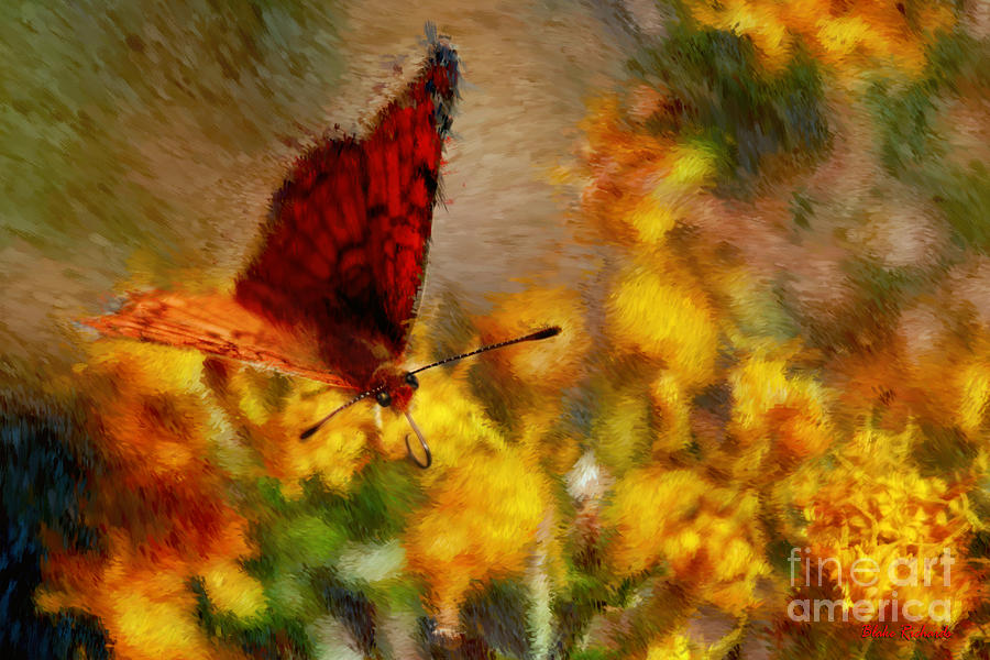 Long Tongue Butterfly Photograph by Blake Richards Pixels