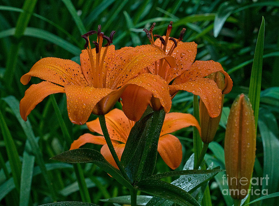 Long Valley Lily Photograph by Robert Pilkington
