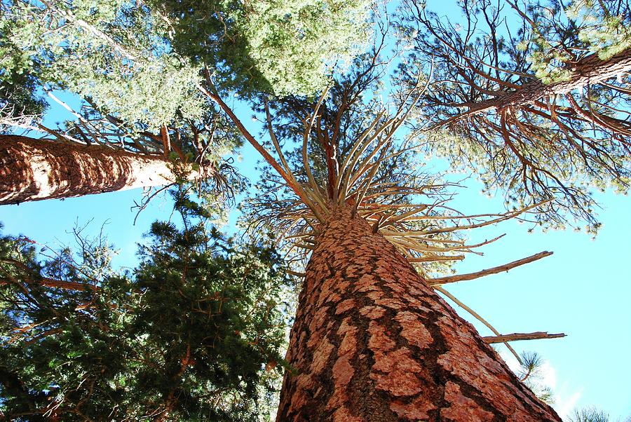 Long ValleyTop of the Tram Photograph by David A Lee Fine Art America