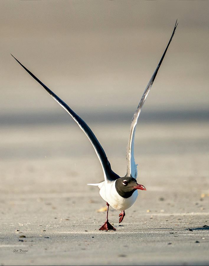 Long Wings of the Laughing Gull Photograph by Judi Dressler