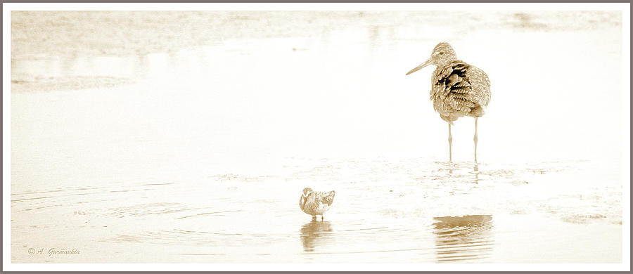Longbilled Dowitcher and Spotted Sandpiper in Salt Marsh Photograph by A Macarthur Gurmankin