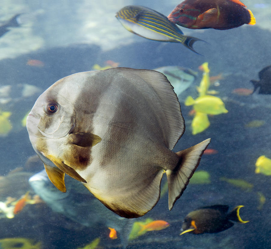 Up Movie Photograph - Longfin Batfish by Betsy Knapp