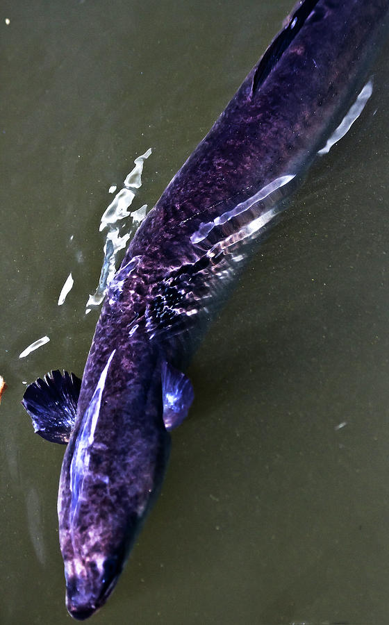 Fish Photograph - Longfin Eel by Miroslava Jurcik