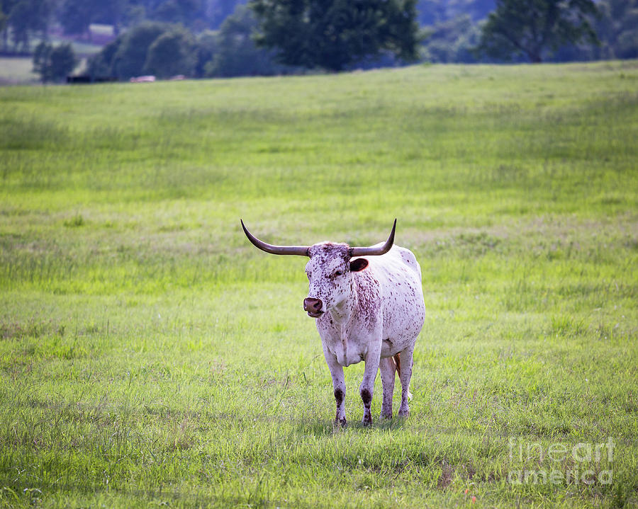 Longhorn 2 Photograph by Anthony Michael Bonafede