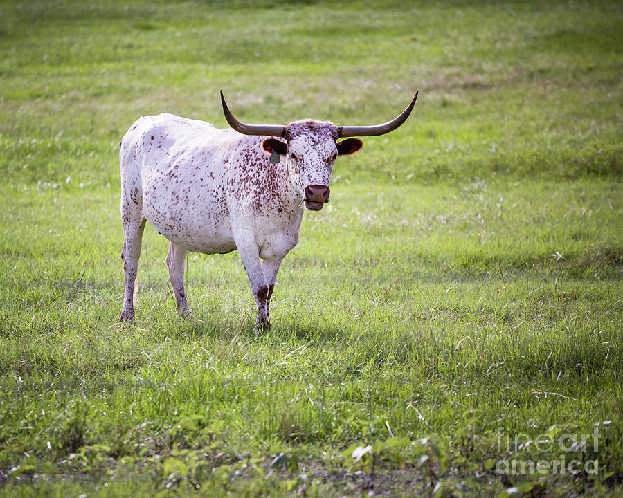 Longhorn 3 Photograph by Anthony Michael Bonafede