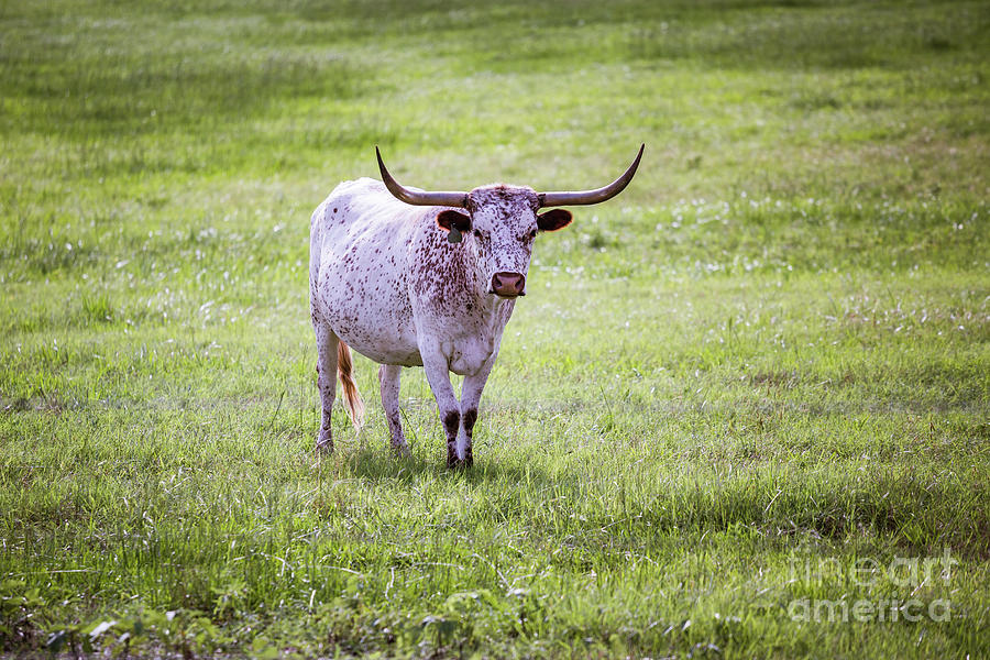 Longhorn 4 Photograph by Anthony Michael Bonafede