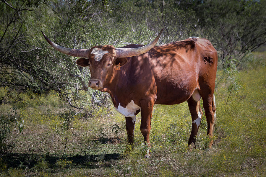 Longhorn #95 - color Photograph by Tim Stanley