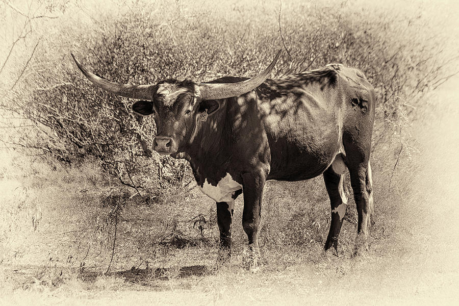 Longhorn #95 - sepia #2 Photograph by Tim Stanley
