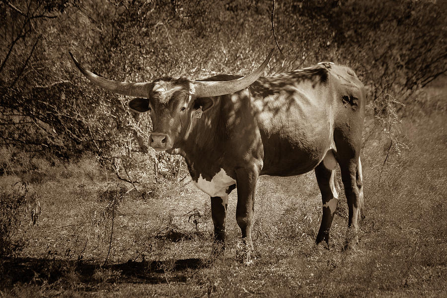 Longhorn #95 - Sepia Photograph by Tim Stanley