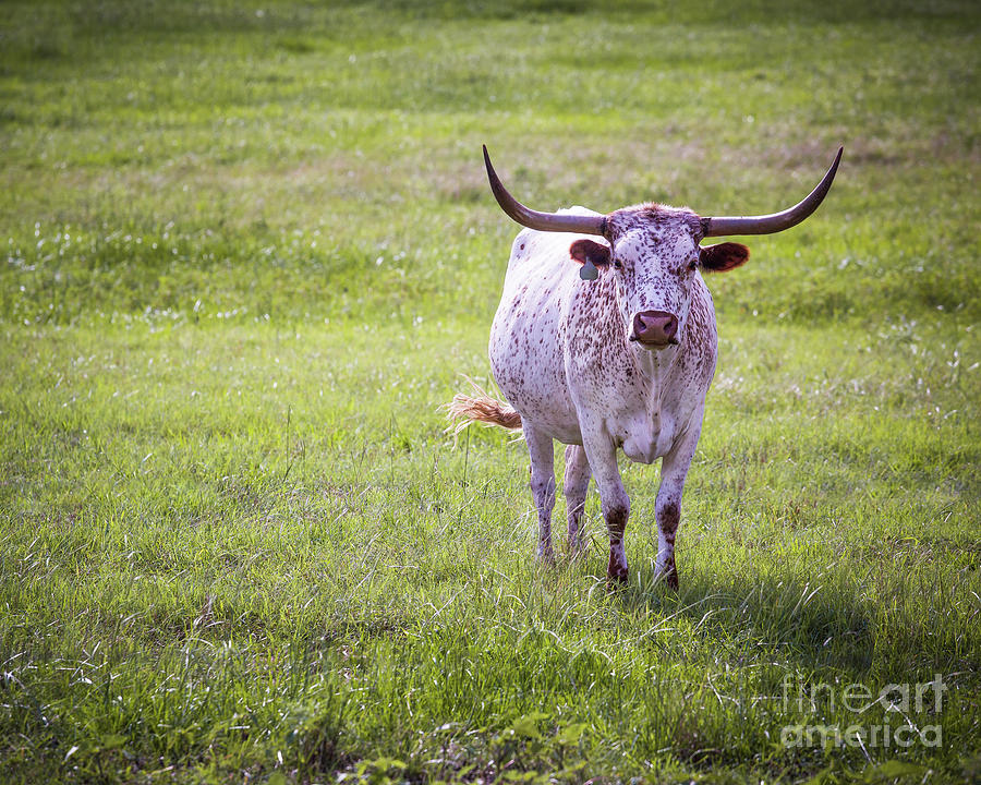 Longhorn Photograph by Anthony Michael Bonafede
