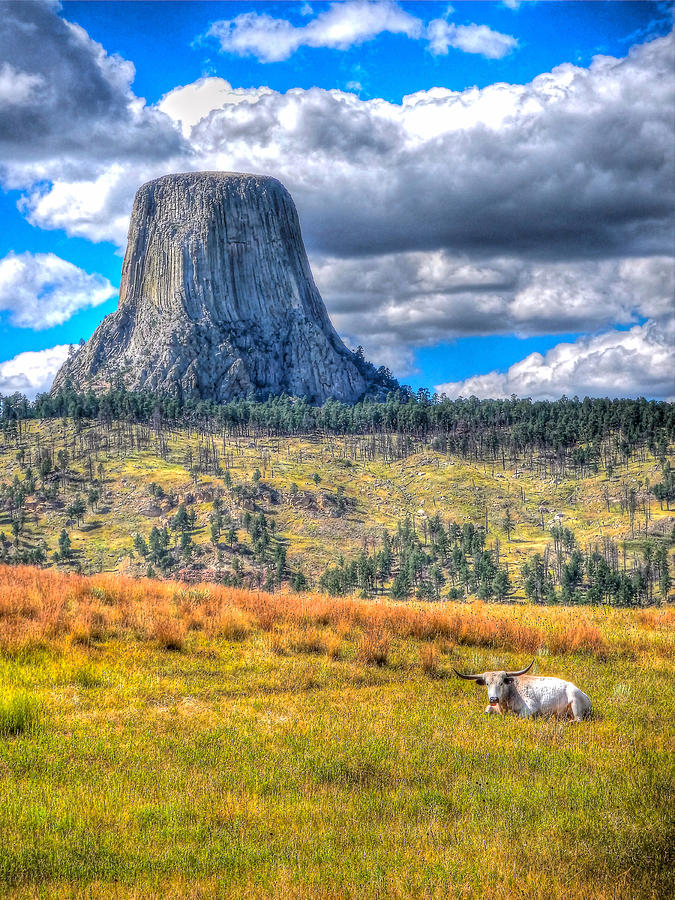 Longhorn at Devils Tower Photograph by Don Mercer