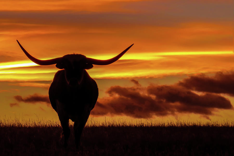 Longhorn at Sunset Photograph by Dawn Key