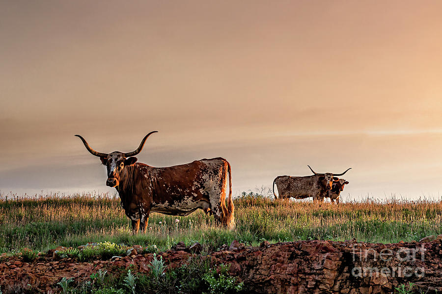 Longhorn at Sunset  by Tamyra Ayles