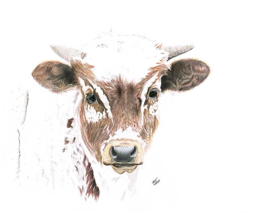 Longhorn Calf Drawing by Molly Nolden Fine Art America