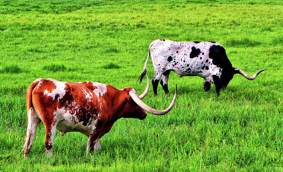 Longhorn Cattle 001 Photograph by George Bostian