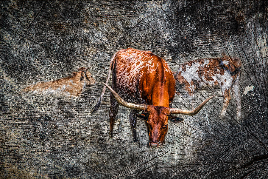 Longhorn Cattle Photograph by Doug Long