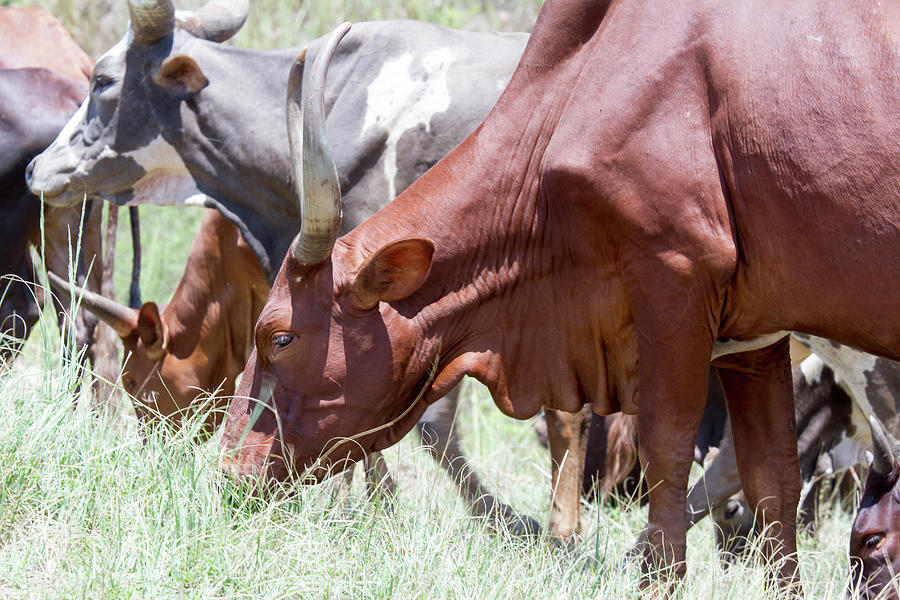 Longhorn cattle grazing Photograph by Karen Foley