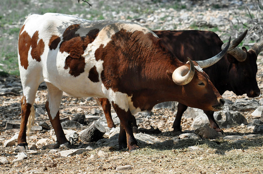 Longhorn cattle Photograph by Teresa Blanton