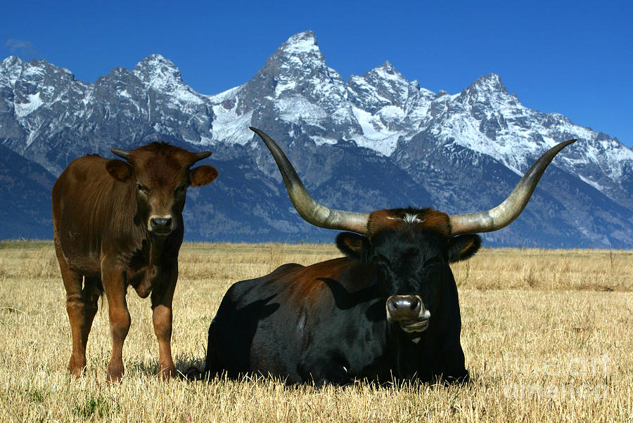 Longhorn Cow And Calf Photograph by Jean-Louis Klein & Marie-Luce Hubert