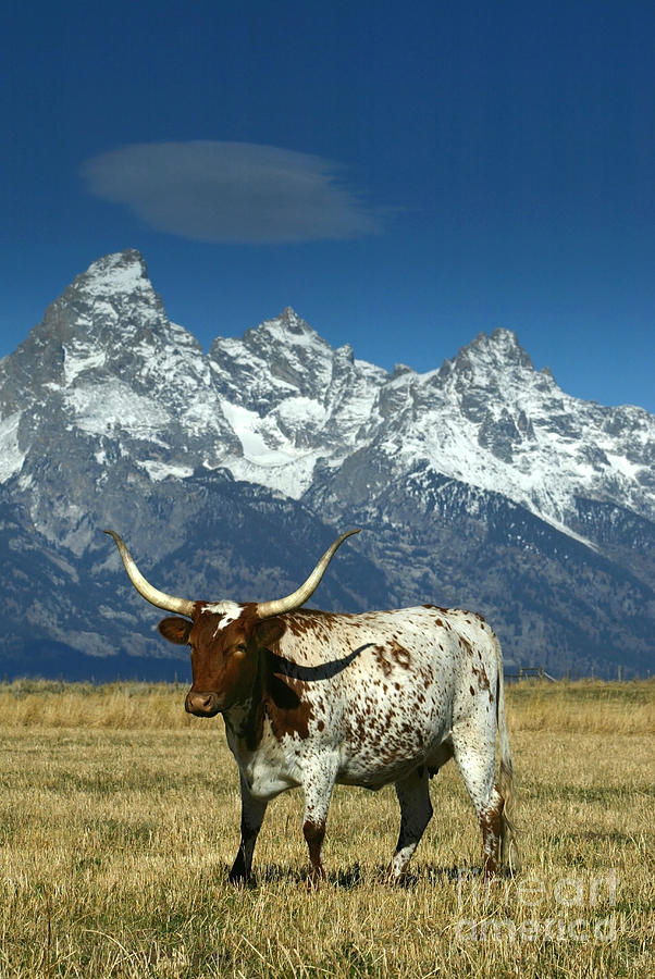Longhorn Cow, Grand Tetons Photograph by Jean-Louis Klein & Marie-Luce Hubert