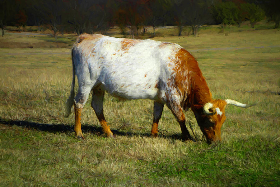 Longhorn Cow Grazing Painting by Ann Powell