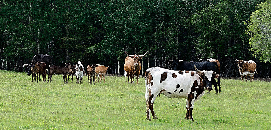 Longhorn cows and calves in the pasture Photograph by Debra Baldwin