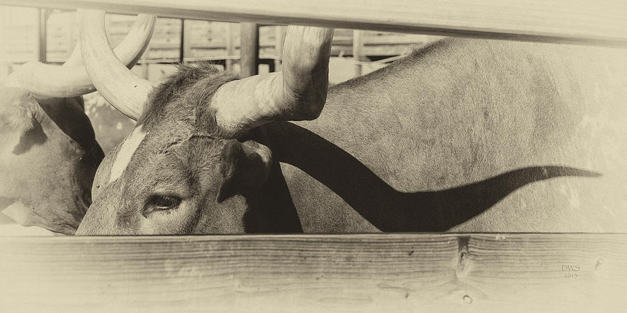Longhorn by David W Schafer Longhorn by David W Schafer