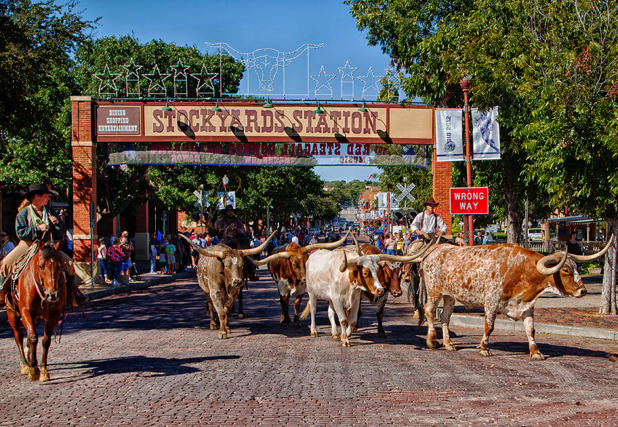 Longhorn Drive - Fort Worth Stockyards District by Mountain Dreams