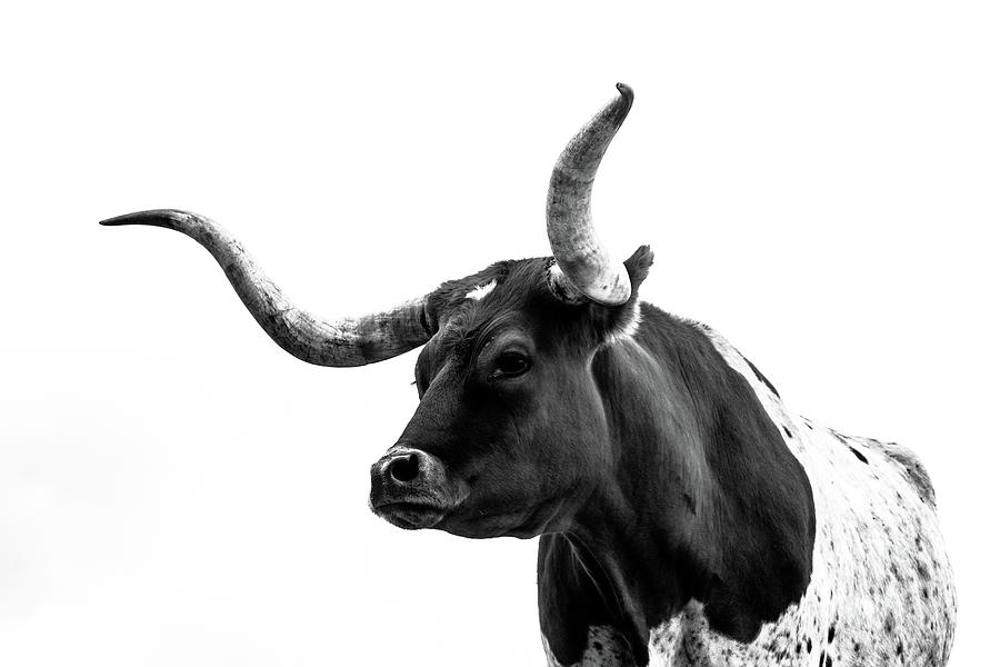 Animal Photograph - Longhorn Grace by Kate Wiltshire