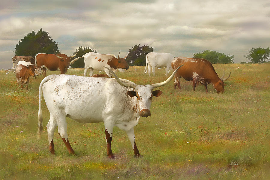 Longhorn Herd Photograph by Bill Quick