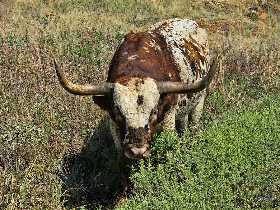 Longhorn II Photograph by Tony Grider