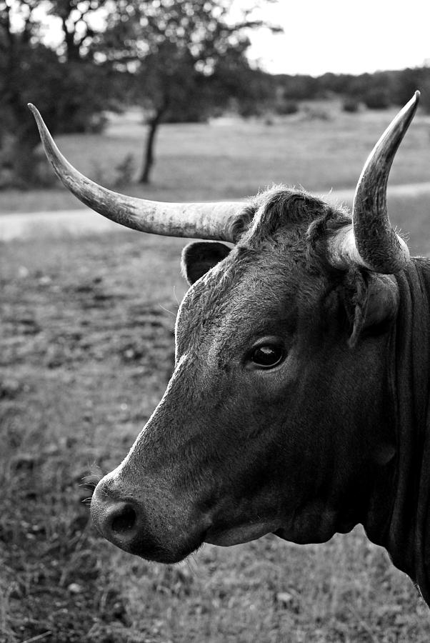 Longhorn in black and white Photograph by Gwen Juarez - Fine Art America