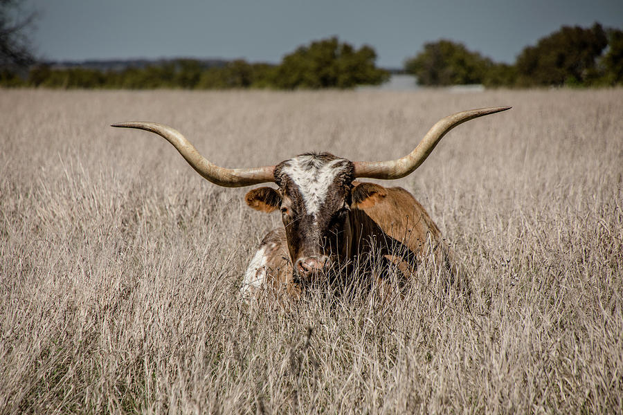 Longhorn in the Grass - 2571 Photograph by Teresa Wilson