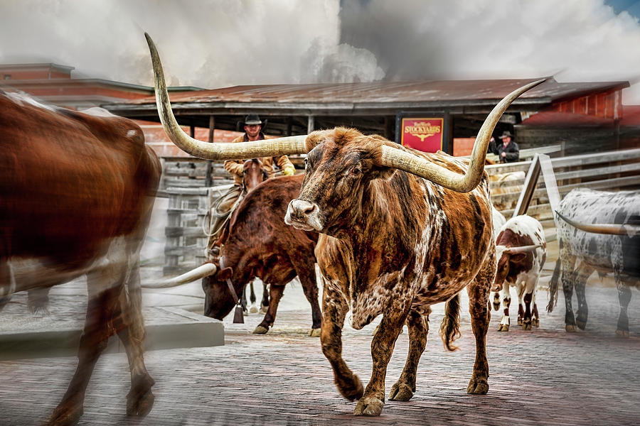 Bull Photograph - Longhorn by Kelley King