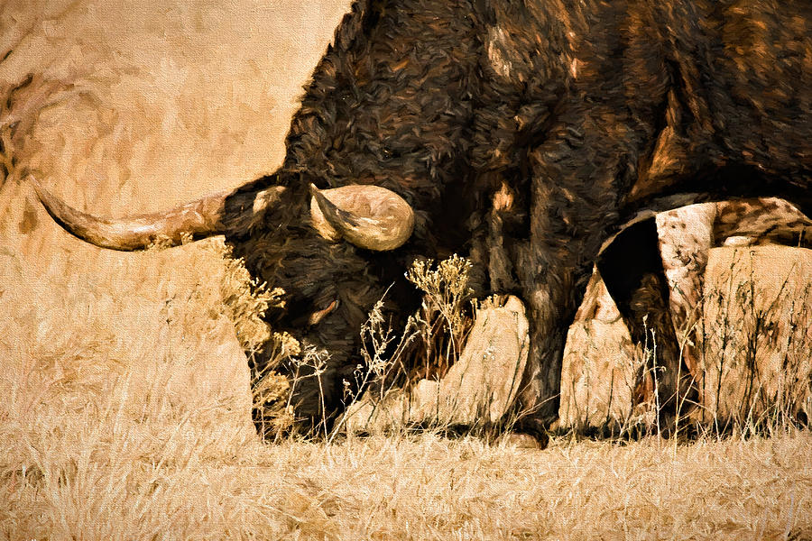 Wichita Mountains Wildlife Refuge Photograph - Longhorn by Lana Trussell