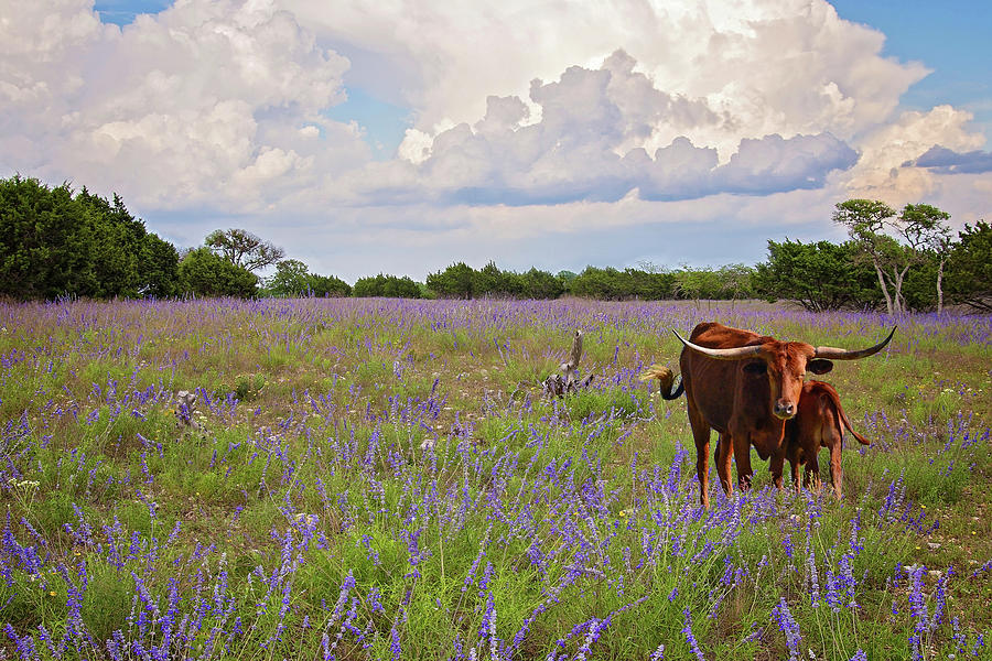 Longhorn Love in the Wildflowers Photograph by Lynn Bauer