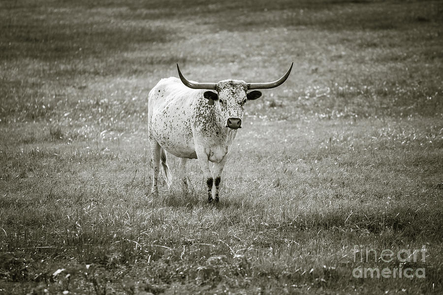 Longhorn monochrome 2 Photograph by Anthony Michael Bonafede