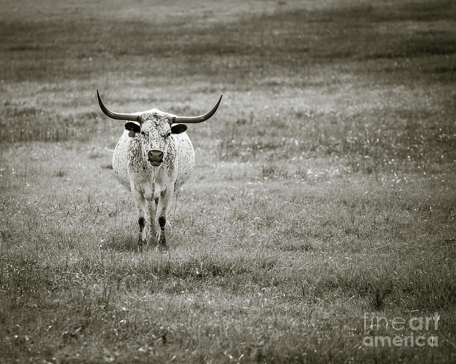 Longhorn  monochrome Photograph by Anthony Michael Bonafede