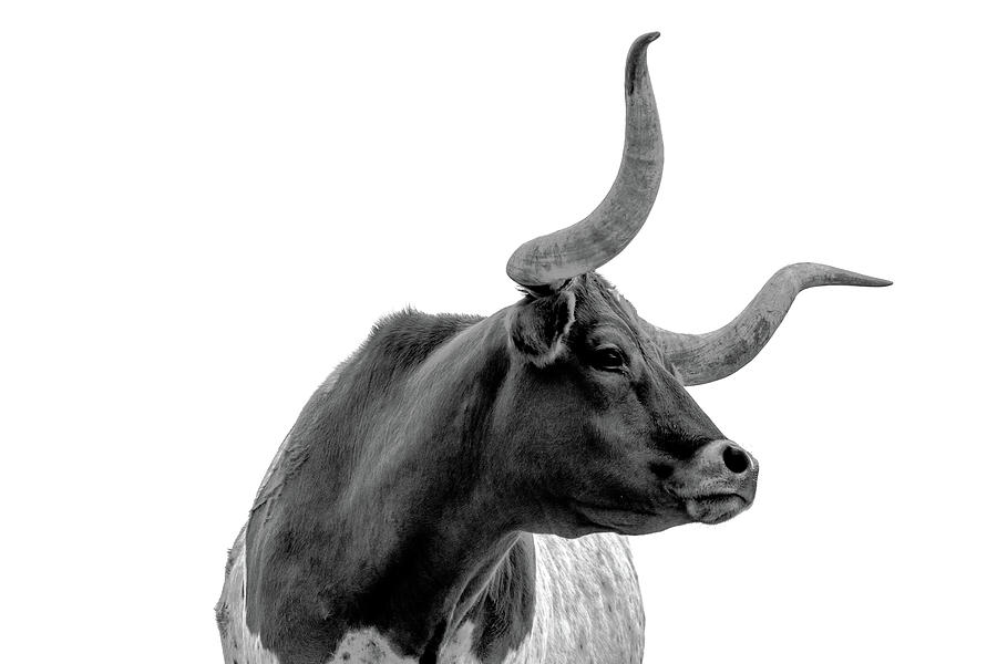 Black And White Photograph - Longhorn Pride by Kate Wiltshire