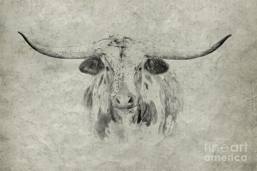 Bull Digital Art - Longhorn by Randy Steele
